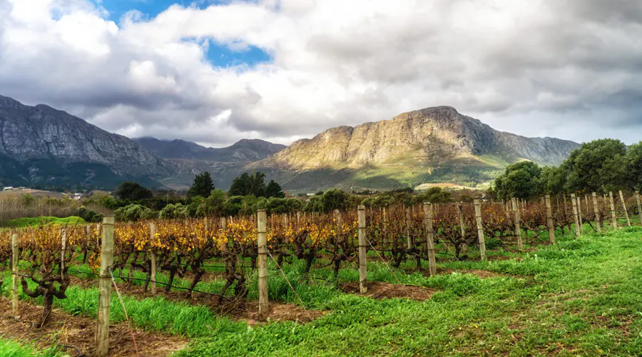 Vines & Views