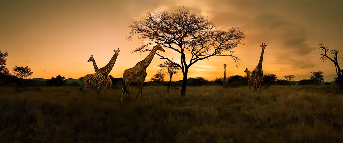 Safari