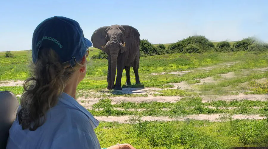 Family Safari
