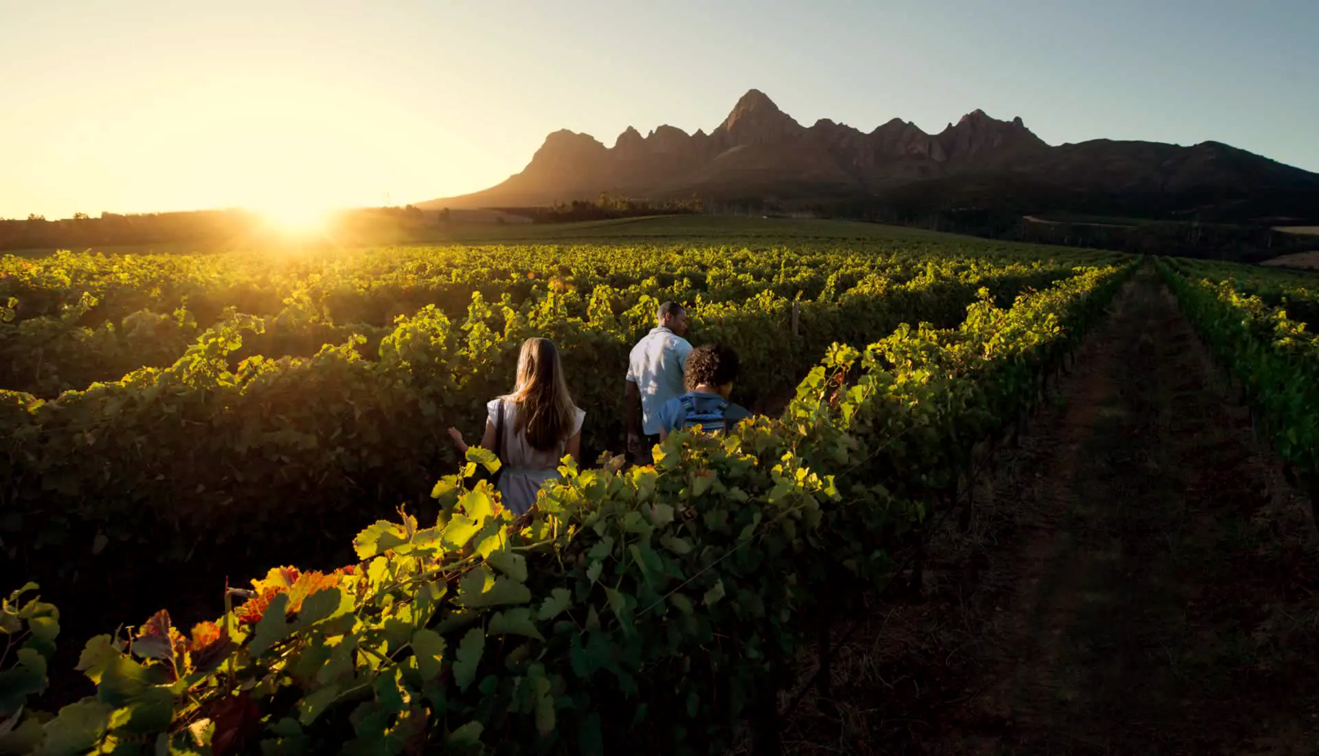 Cape Winelands