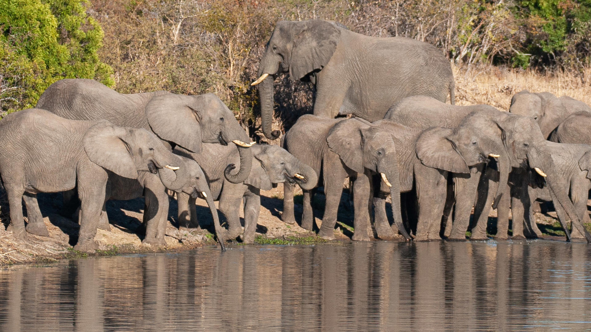The Kruger National Park